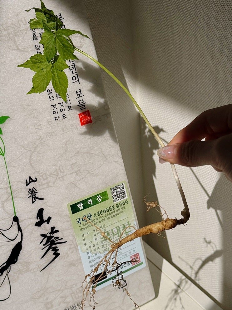  센스있는 상견례 선물 준비 다온 산양삼으로 준비해요