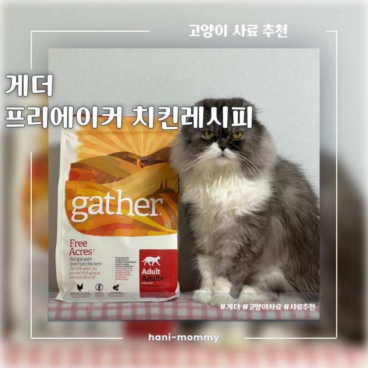 고양이사료추천, 게더 프리미엄고양이사료 게더 프리에이커 치킨 레시피 고양이 고양이사료추천, 게더 프리미엄고양이사료 게더 프리에이커 치킨 레시피 고양이