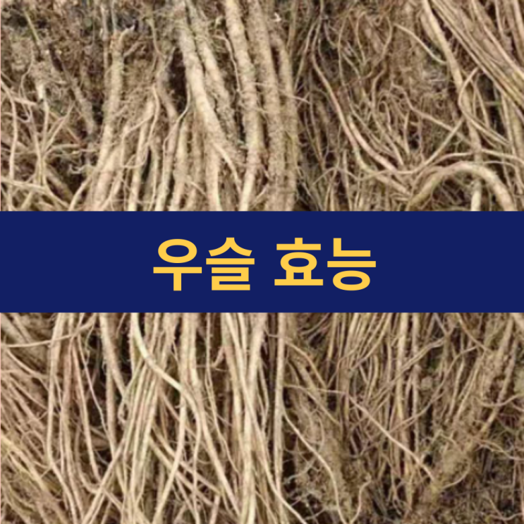  우슬 효능 | 우슬뿌리 효능 | 쇠무릎 우슬차 효능 | 뼈 관절 건강 한방 약초