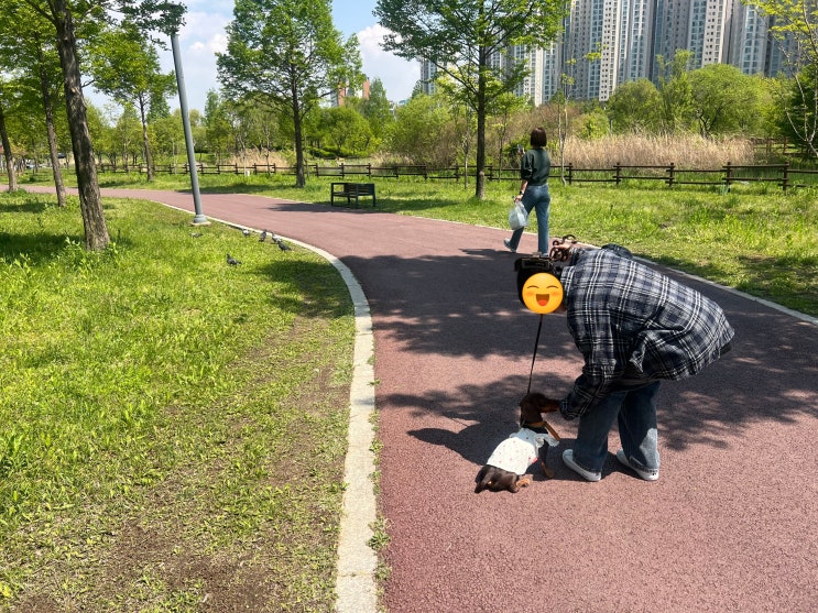  강아지를 보면 흥분하는 코코의 운정호수공원 교육~![드림애견학교]