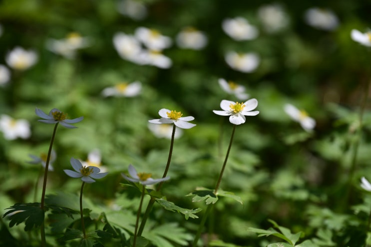  소백산 산행(5월 야생화, 철쭉 개화상황, 소백산 철쭉제)