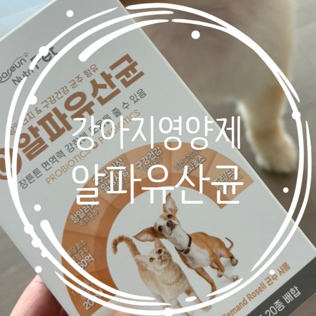  알파유산균 강아지 방귀 심해 내돈내산 후기