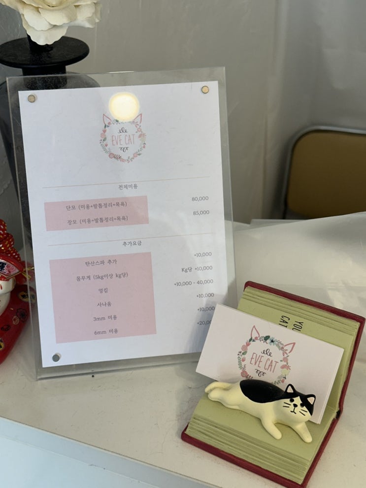 미아사거리 무마취 고양이 미용실 추천 #이브캣