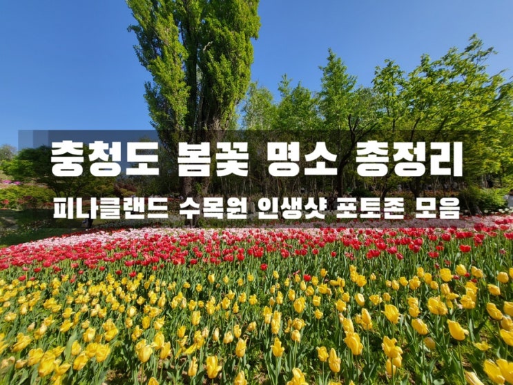  [아산 피나클랜드 튤립축제] 2025 봄꽃 명소 완전 정복! 입장료·포토존·주차 총정리