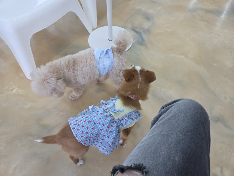댕댕클럽 사진 2