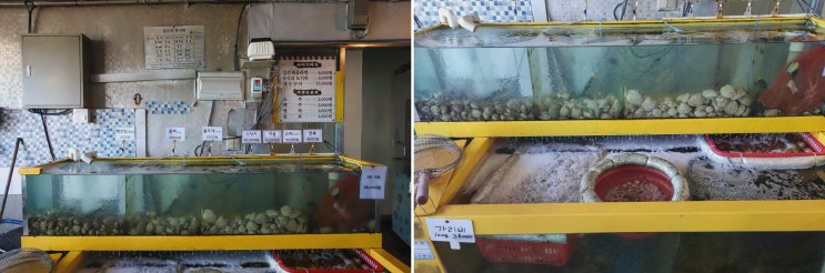  불티조개구이, 강릉 주문진 조개구이 맛집에서 특별한 경험을