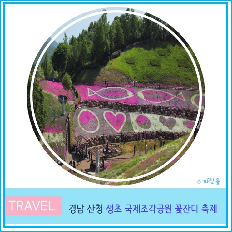  경남 산청 생초 꽃잔디 국제조각공원 실시간 개화상태 5월 가볼만한곳