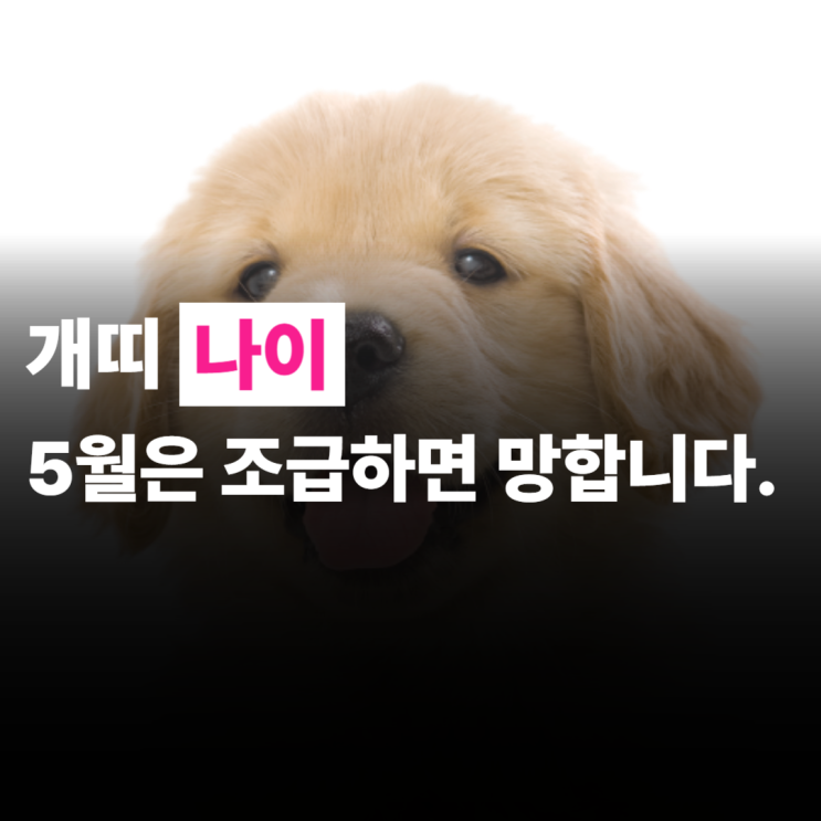  개띠나이, 2025년, 5월운세, 조급하면 망합니다.
