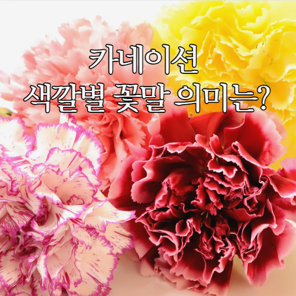  색깔별 카네이션 꽃말 빨간 분홍 흰색 노란 의미 알기