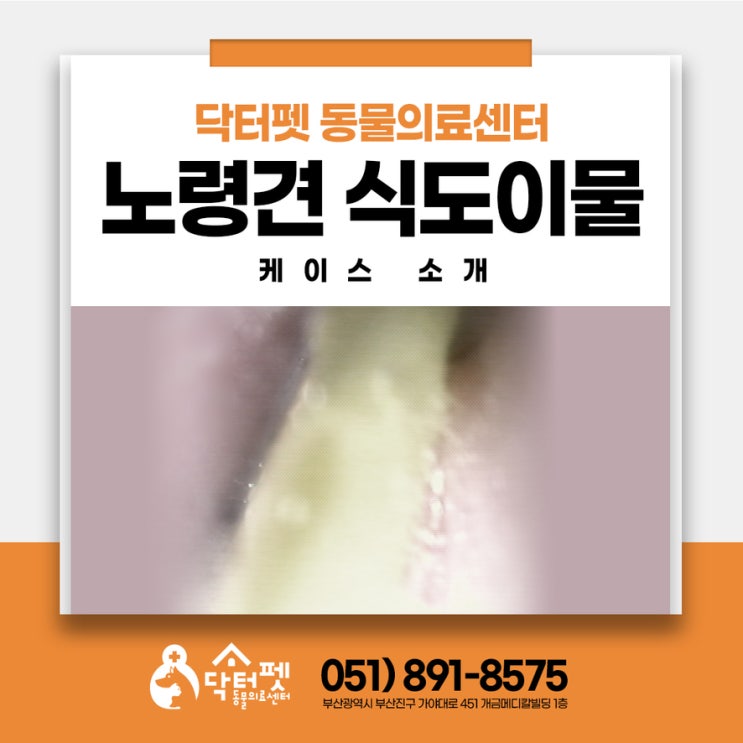  목에 사과가 걸린 11살 말티즈 빠른 내시경으로 회복한 케이스 부산 노령견 강아지 식도이물 동물병원