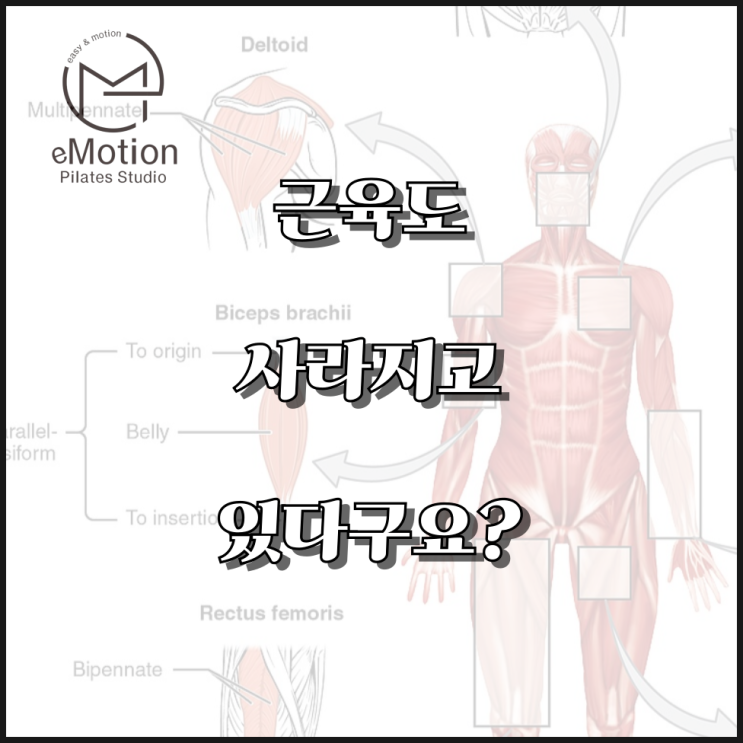  근육도 사라집니다!!