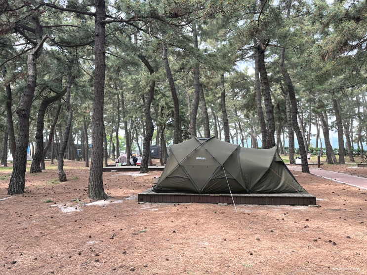 강릉 연곡해변 솔향기 캠핑장 B구역 명당 예약, 동해 일출 - 강원도 강릉 캠핑장 추천 강릉 연곡해변 솔향기 캠핑장 B구역 명당 예약, 동해 일출 - 강원도 강릉 캠핑장 추천