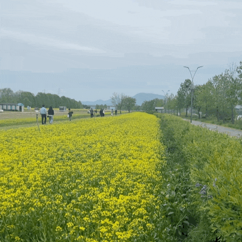  2025 구리유채꽃축제 : 구리한강시민공원/주차/캠핑/개화현황