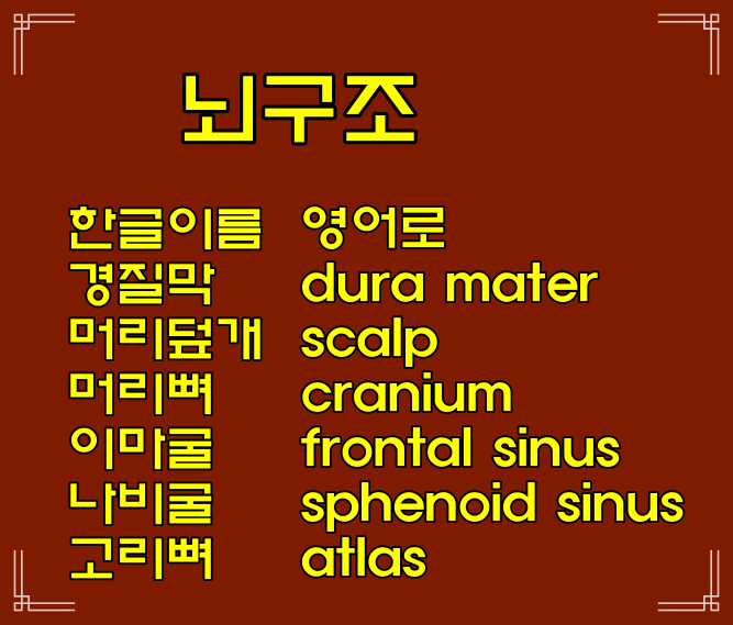  뇌 구조 위치 경질막/머리덮개/이마굴/나비굴/고리뼈/치아돌기/사이뇌/중간뇌/다리뇌/숨뇌/거미막밑공간/맥락얼기/거미막밑수조/뇌들보/거미막밑공간/뇌하수체 위치 영어로, 영어이름