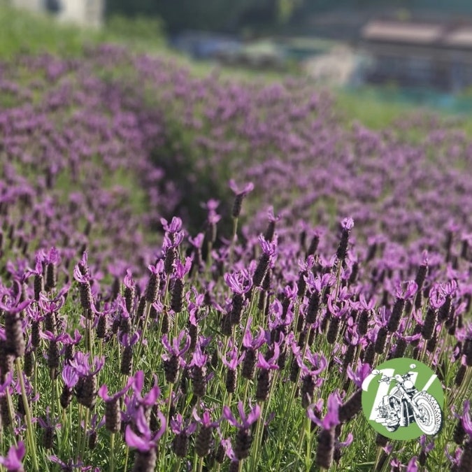  울산 장생포 고래마을에서 고래바다여행도 하고 라벤더도 보자