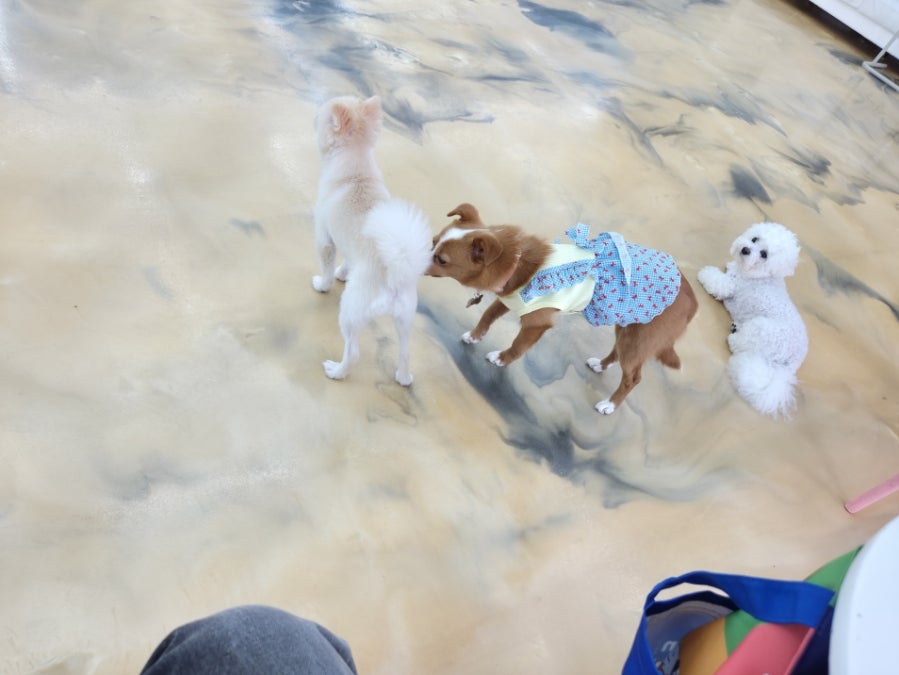 댕댕클럽 사진 3