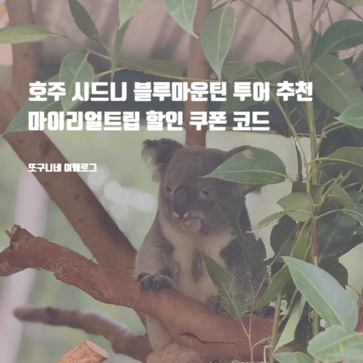  호주 시드니 블루마운틴 투어 업체 추천 + 마이리얼트립 할인 쿠폰 코드 5월 예약