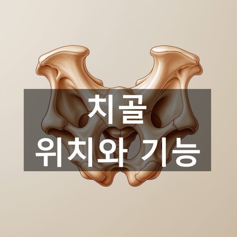 치골 위치와 기능 골반 구조 이해가 중요한 이유 : 네이버 블로그