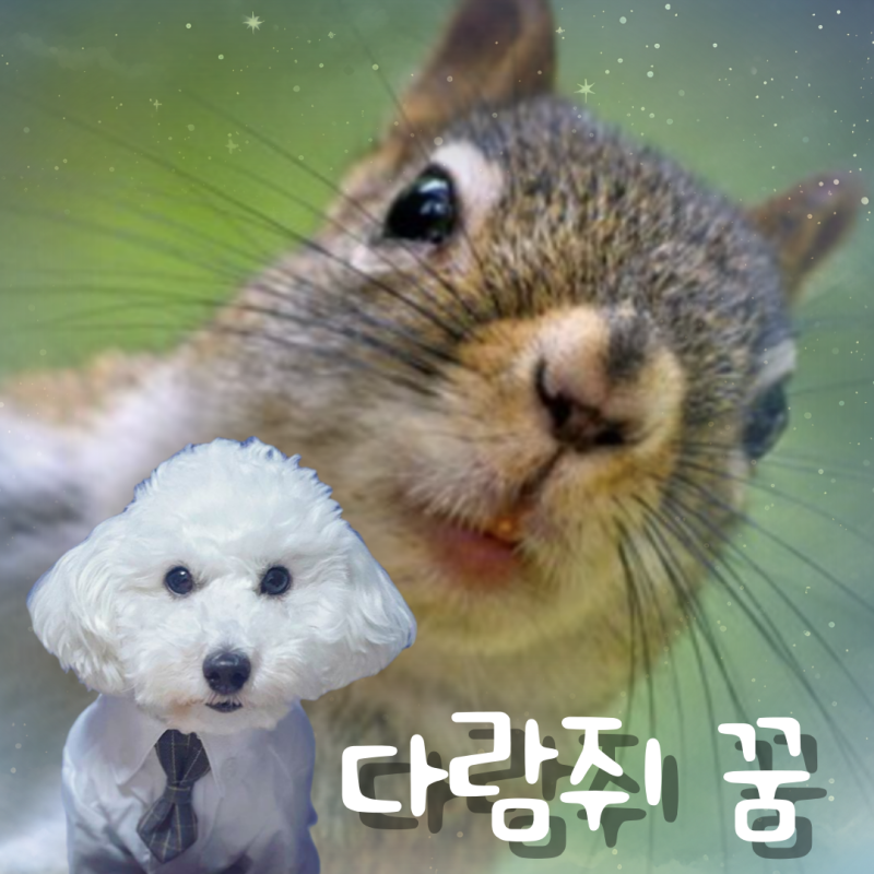 다람쥐꿈 태몽 상황에 따른 해몽 총정리