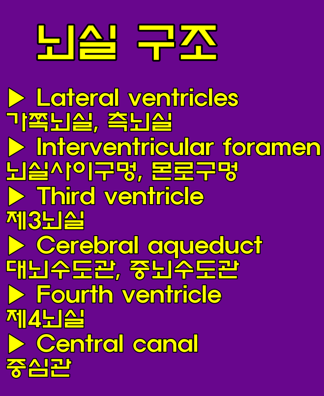 뇌실 기능 및 구조, 위치 상부시상동/맥락총/뇌심실간구멍/뇌들보/제3뇌실/뇌하수체/제4뇌실/거미막융모/지주막하공간/지주막/경막/골막/텐토리움소뇌 영어로, 영어이름