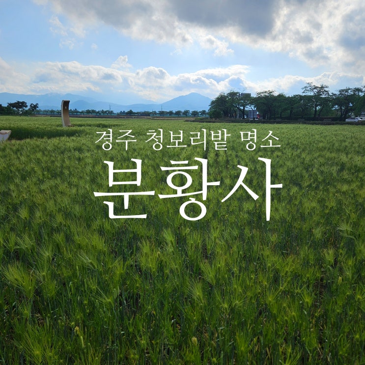  경주 청보리밭 명소 분황사 아이랑 다녀왔어요