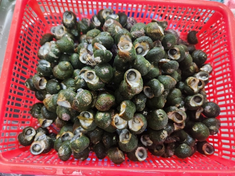 바다고동 해감 삶는 법 맛있게 먹는 방법