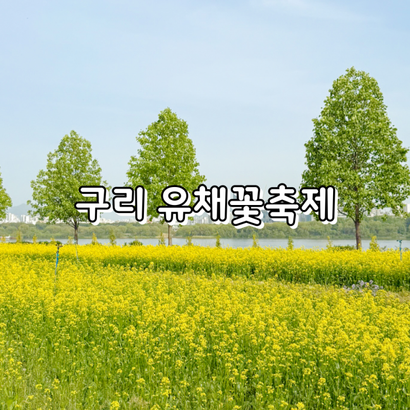구리 한강시민공원 유채꽃축제 데이트 텐트 라면 배달존 주차장