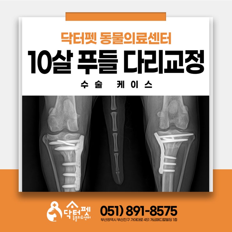  10살 푸들 다리수술 슬개골 십자인대 수술 케이스 부산 강아지 TPLO 동물병원