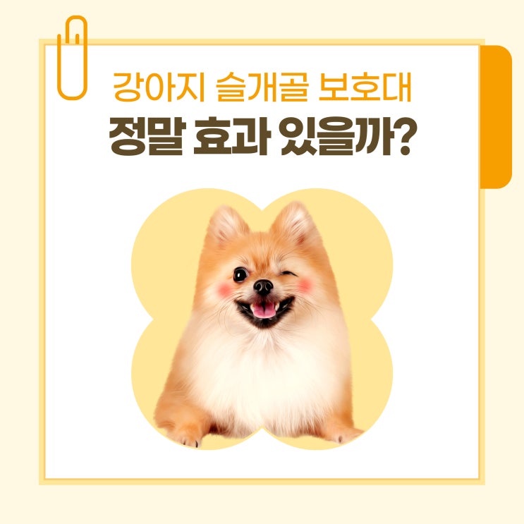  강아지 슬개골 보호대, 정말 효과 있을까? 보호자가 꼭 알아야 할 진실