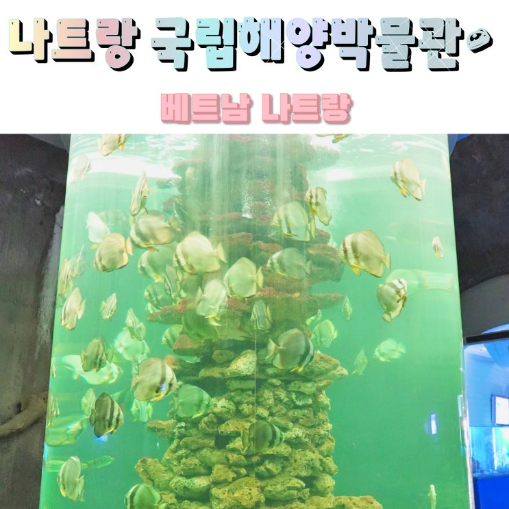 베트남 나트랑 해양박물관 국립해양박물관 방문후기