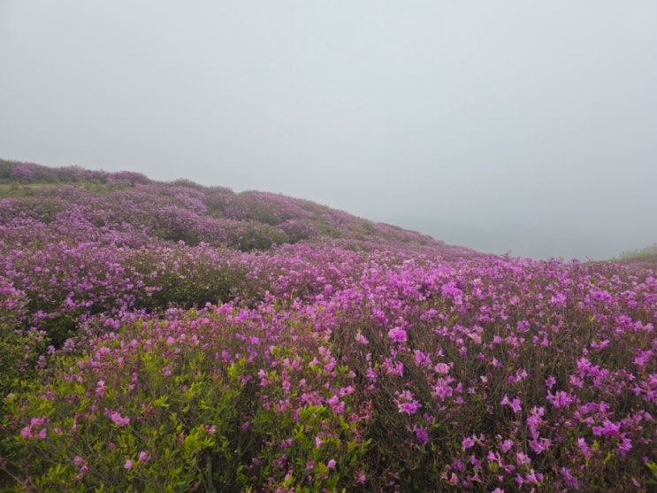  안개 낀 날 황매산 철쭉 구경 한바퀴! (제 1, 2, 3 철쭉 군락지)