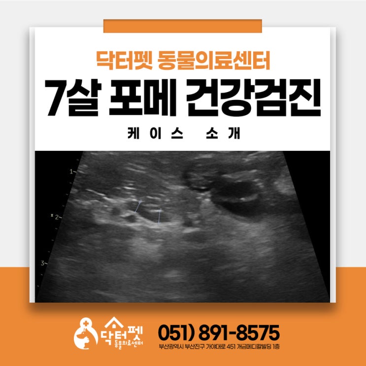  7살 포메라니안 건강검진 왔어요 부산 강아지 생애전환기 관리 동물병원