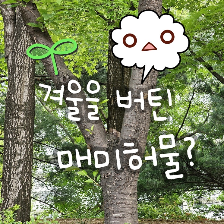  지금 시기에 매미 허물? 겨울을 버틴 듯한 매미 탈피 껍질