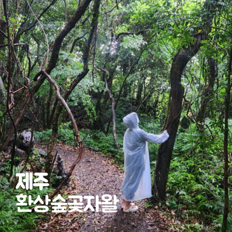  제주도 환상숲 곶자왈 공원 해설 비오는날 소요시간