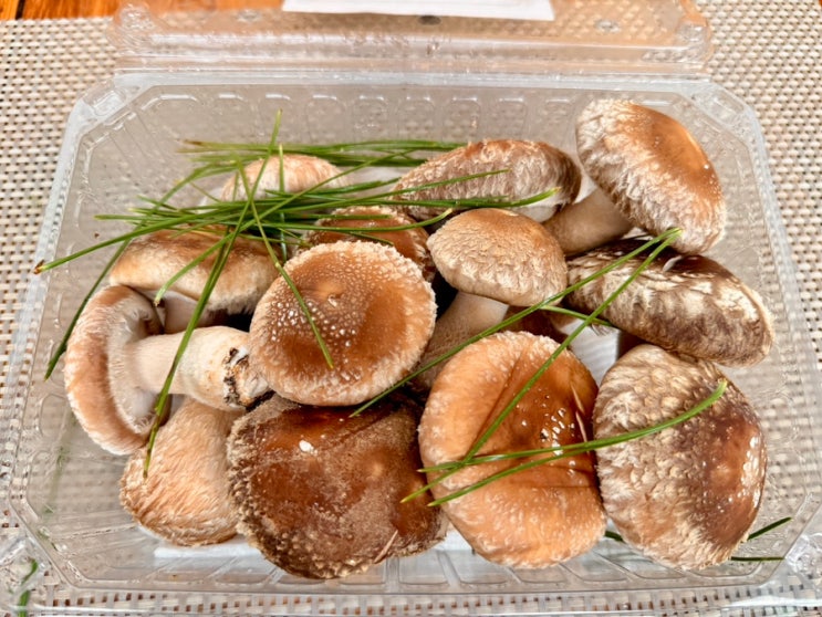  송화버섯 1kg 보관법 고기버섯 맛있게 먹는법
