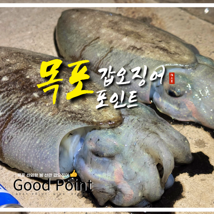 목포 봄 갑오징어 낚시 포인트 5월 조황