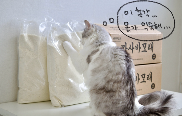  내돈내산 재구매 한 고양이모래 정착템 리본글로벌 카사바모래