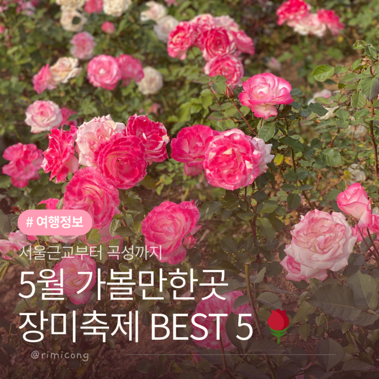 중랑 서울장미축제와 곡성 장미축제, 5월 가볼만한 장미축제 BEST5