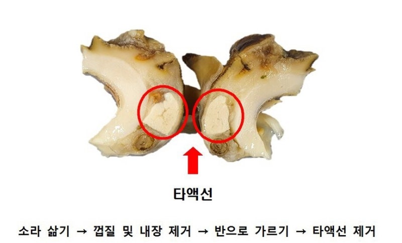 뿔 소라 독 손질, 보관, 효능까지! 독성주의가 꼭 필요한 바다의 고단백 식재료