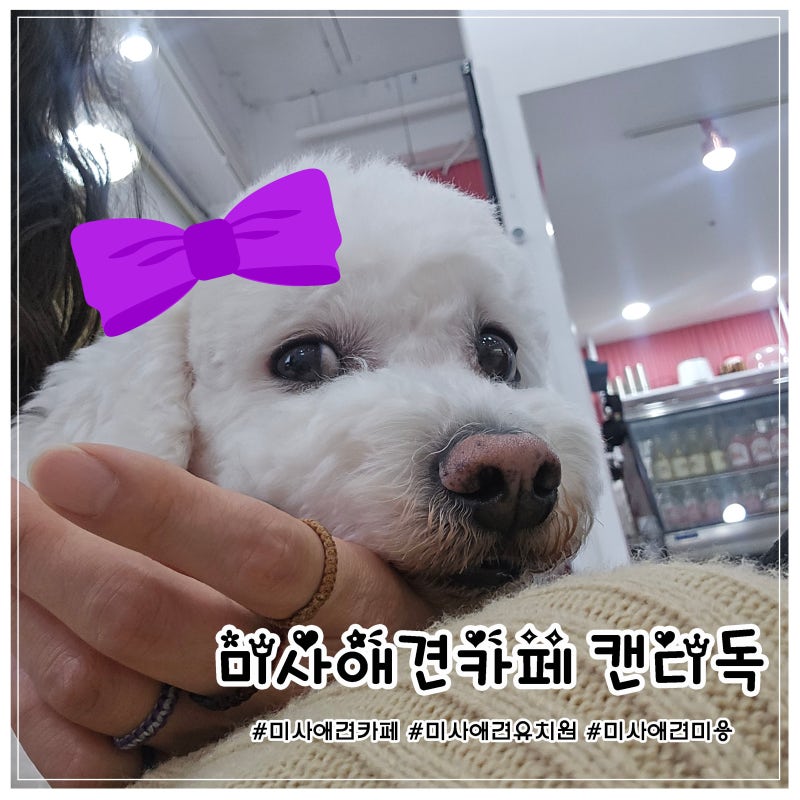 캔디독