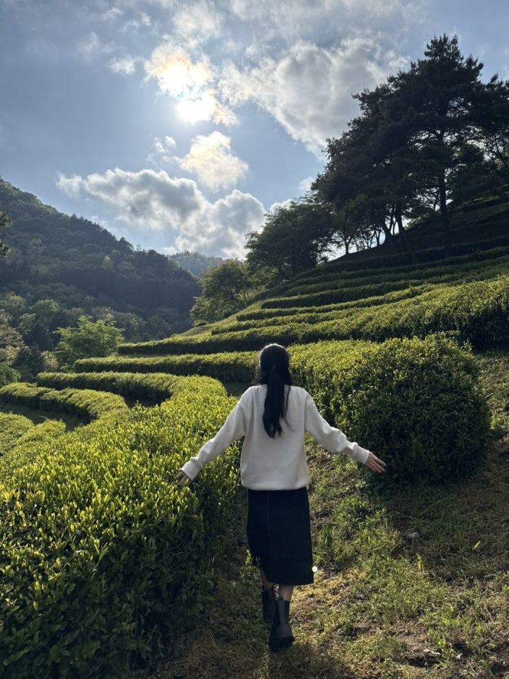  일단가면된다 전남 여행 1탄 보성(녹차밭, 다향제, 녹차만들기, 오후의 차밭 티파티)
