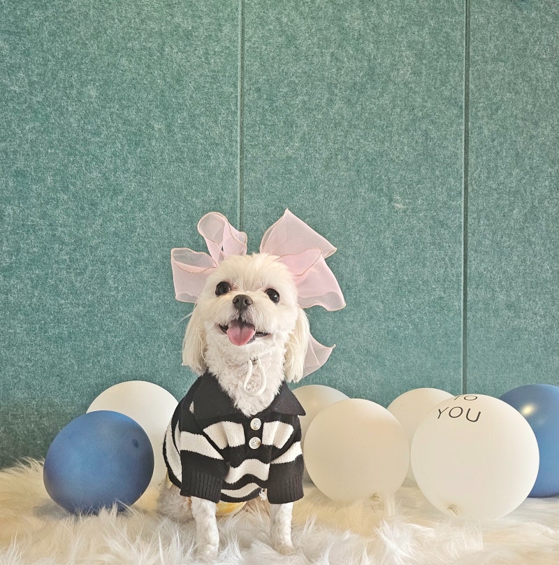 사진 6