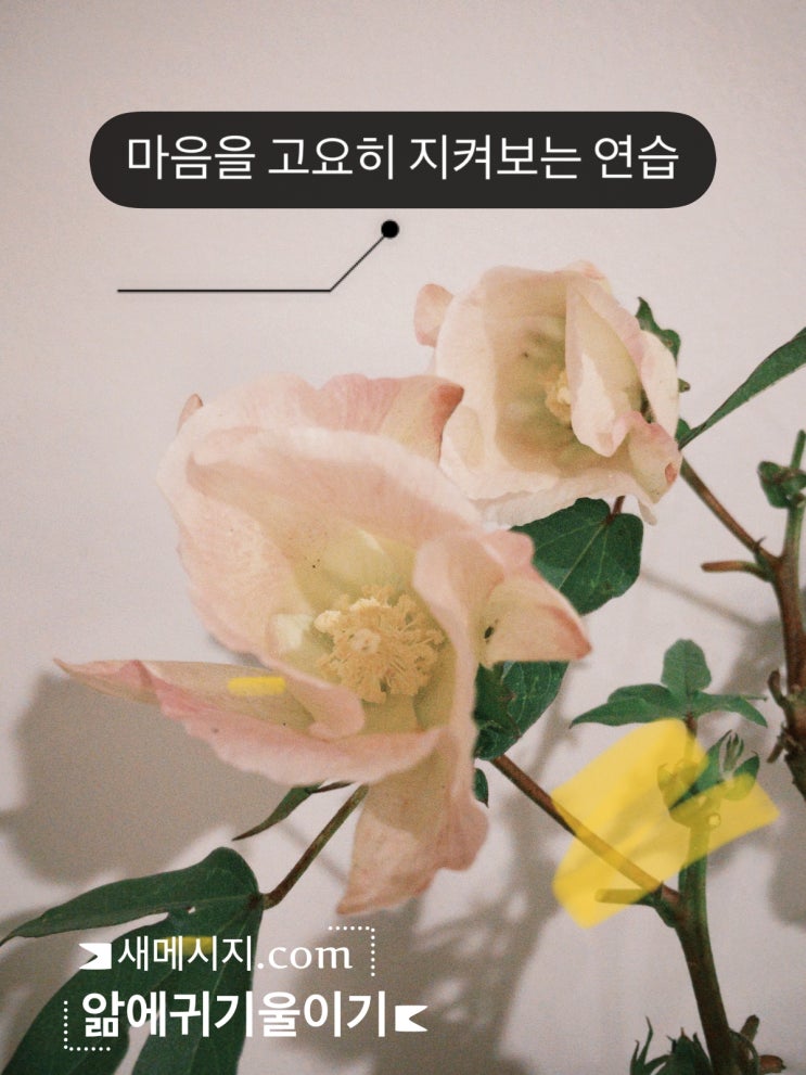 마음을 고요히 지켜보는 연습 | 낭비하는 시간에 연습할 기회가 많다 마음을 고요히 지켜보는 연습 | 낭비하는 시간에 연습할 기회가 많다