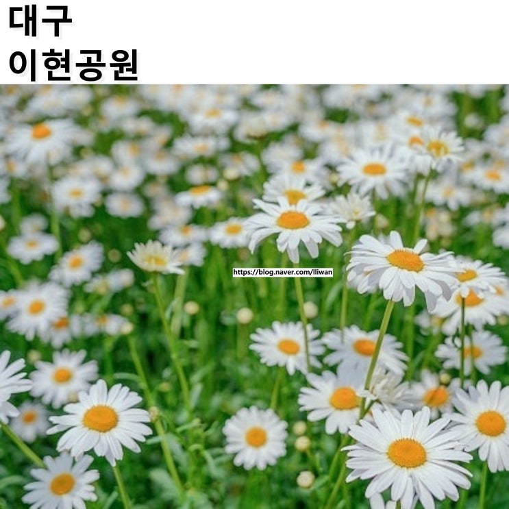  [대구/서구] 대구 5월 꽃놀이 샤스타데이지 명소, 이현공원