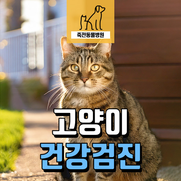 노령묘의 건강검진 사례로 알아보는 강아지, 고양이의 체중과 건강 관계 - 용인 보정동 죽전동물병원