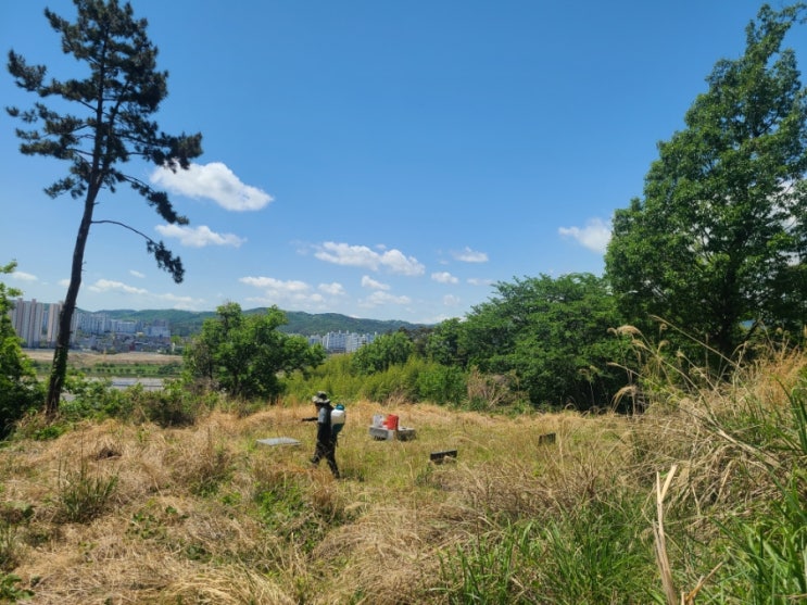  울산 울주군 온양읍 동상리  60평 봉분 주변 억새 제초대행 및 잡목제거("울산벌초대행")