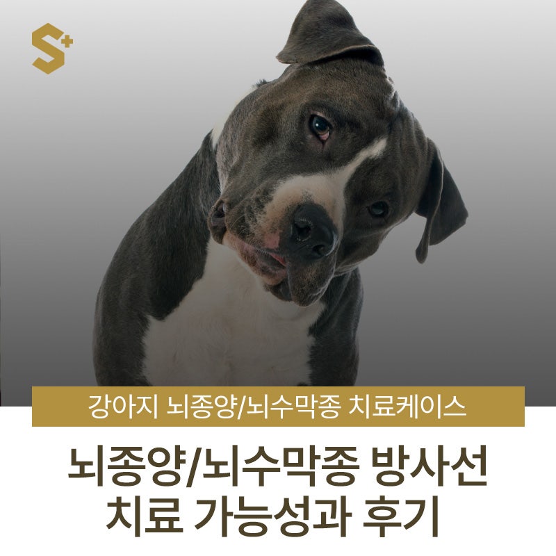 강아지 뇌종양·뇌수막종 치료 케이스 | 방사선 치료 가능성과 후기까지 - 울산·양산·부산 ....