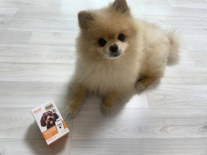 강아지 털 관리 이제는 미펫필름영양제 낼름에센셜로 하세요