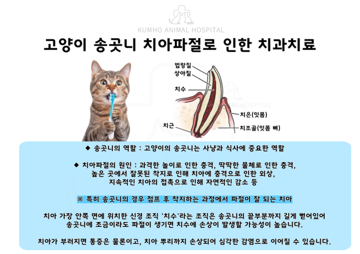  광주 고양이 치과 - 치아파절로 인한 부분 신경치료 후 레진치료 Case [광주 치과 동물병원, 고양이 치아파절, 고양이 신경치료, 고양이 부분신경치료, 고양이 레진]
