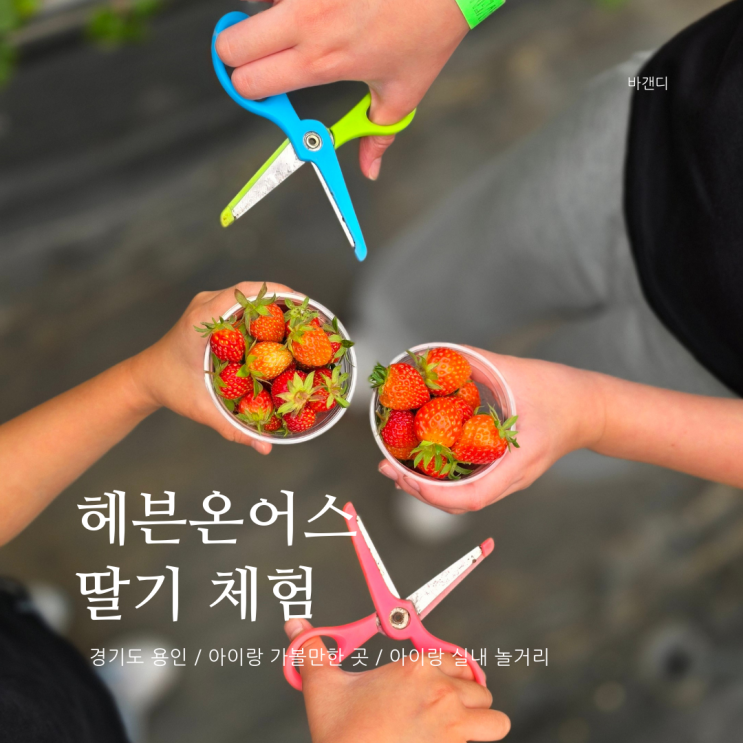  용인 헤븐온어스 딸기 동물 먹이주기 체험